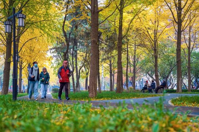 美图 | 银杏道太出片了，皇城根遗址公园焕新升级