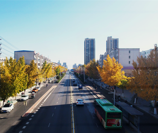 风一吹，索河路就成了金色的世界