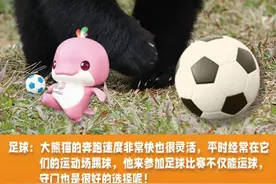 十五运会倒计时百天，广州动物园上演“动物运动会”图片