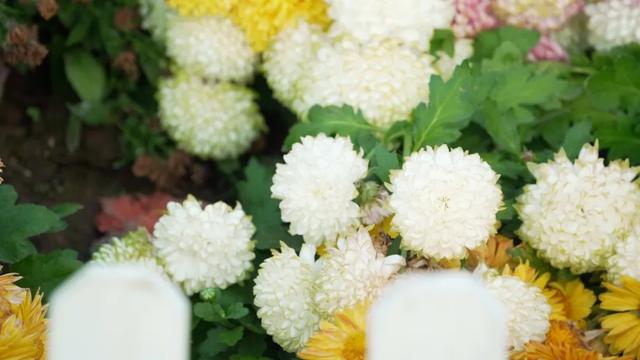 杨浦秋韵正浓 2025年上海菊花展闭幕倒计时！错过就要等明年！