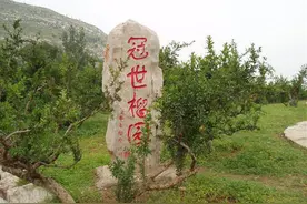 匡衡给家乡枣庄带来石榴树图片