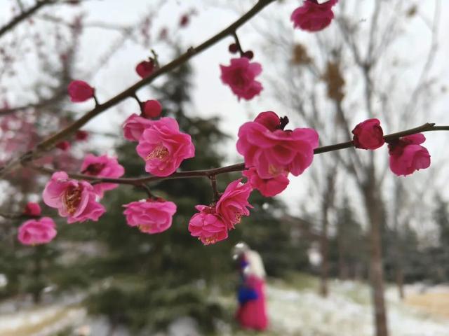 【美丽瀍河】瀍壑朱樱爆改冰雪大片！“梅雪”已邂逅，错过等一年！