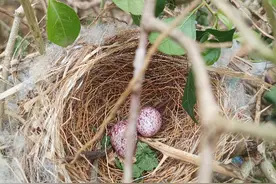 意外发现鸟窝！清远英德开展“护蛋行动”图片