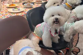 二十只比熊犬齐聚武汉一宠物餐厅，交朋友、吃大餐，老板：店里提供宠宠、人宠社交场所图片