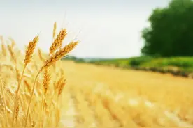 大丰收！全国夏粮增产72.5亿斤，农产品价格稳中略降｜解码半年经济成绩单图片