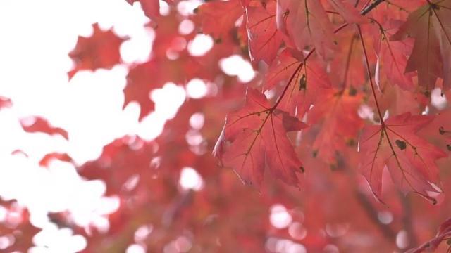 崇川，枫叶红了！