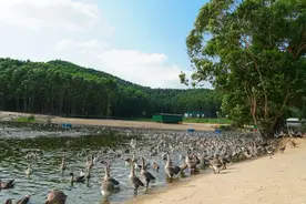 鹅来了！开平“顶流”亮相《三餐四季》，一起来解锁靓鹅的养成记图片