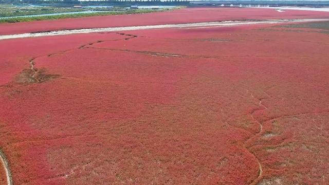 南海新区：秋染湿地披红装