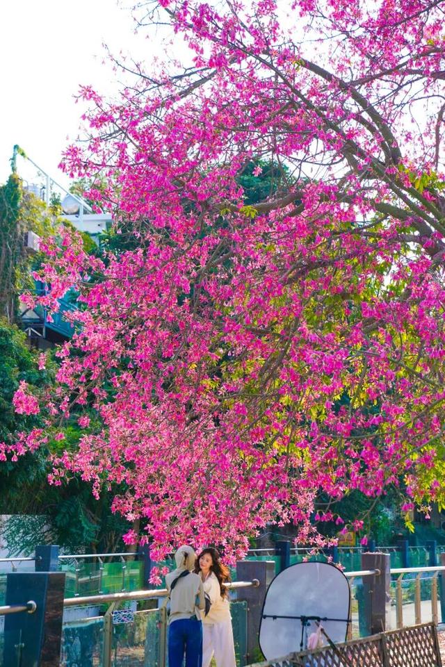 7000㎡粉黛花海+ “粉色童话世界”！深圳秋天必打卡→