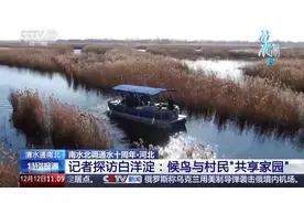 白洋淀因“南水”发生了啥变化？这里的鸟儿和村民有答案图片