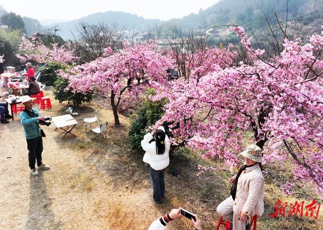 冬日樱花迎客来