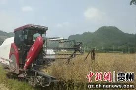 松桃乌罗镇：油菜丰收季 农机收割忙图片