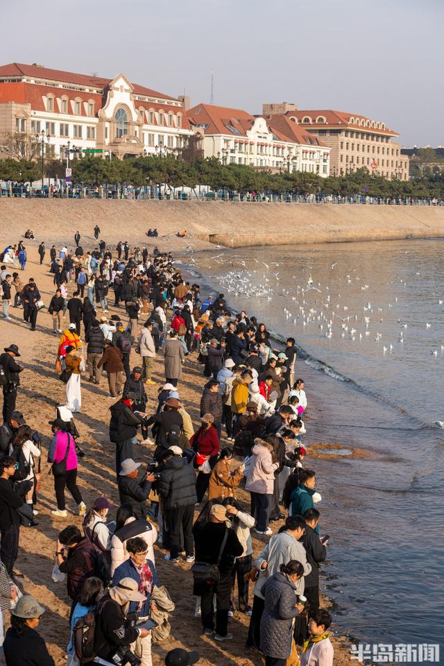栈桥赏鸥已开始进入最佳观赏期！
