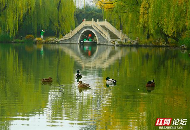 我眷恋的南方山水，原来都藏在了紫竹院的秋光里