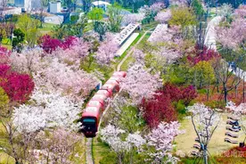 “春日经济”别样红，正是踏青赏花好时节图片