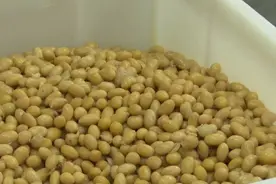 喝了爸爸自制的豆浆，父女双双中毒！医生提醒图片