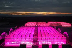 “一束光”如何照亮农业生产？图片