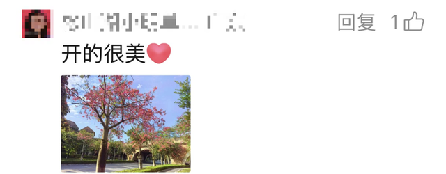 最美松湖 | 这棵“顶流”异木棉到底有多顶？