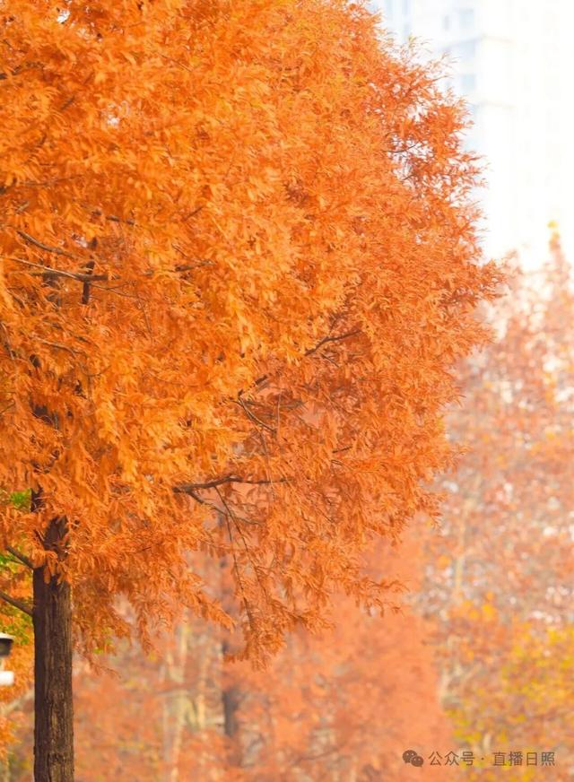 一分钟！我要知道日照这里的所有信息→