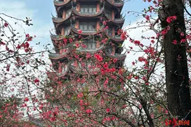 节后错峰游正当时，成都飞三亚机票最低不到两折图片