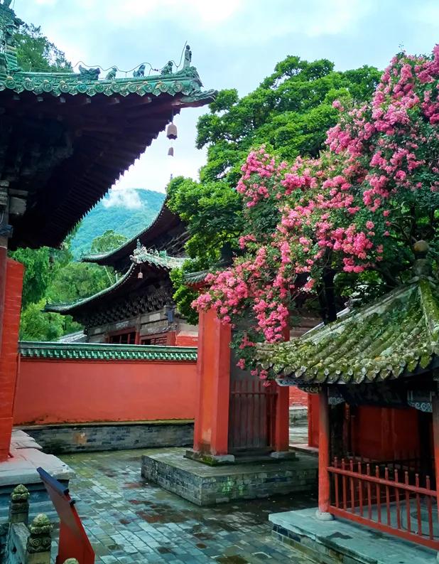 乐游绵阳 清凉一夏 ‖ 立秋已过，平武多了几分“姿色”！云海、花海、森林与田园的诗意交响~