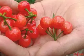 攀枝花的“恩桃儿”熟了！四川第一批樱桃上市：产地批发价每斤40多元，零售六七十图片