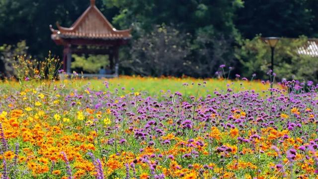 柳北烟火 | 趣游雀儿山 →赏花、娱乐、观鸟一站式攻略奉上！