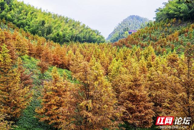 【每日一图@湖南】秋去冬来，赴一场怀化水杉林的红黄盛宴