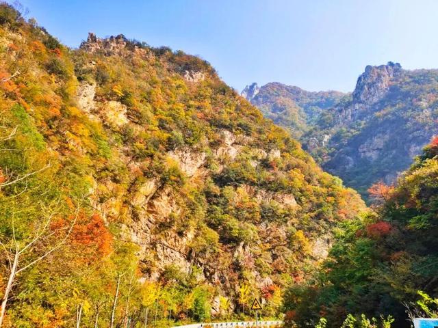 “刷爆”洛阳人朋友圈的金色，谁看谁心动～