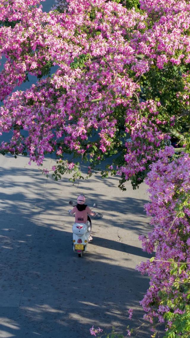 一秒圈“粉”！湛江这片浪漫花海，谁拍谁好看！