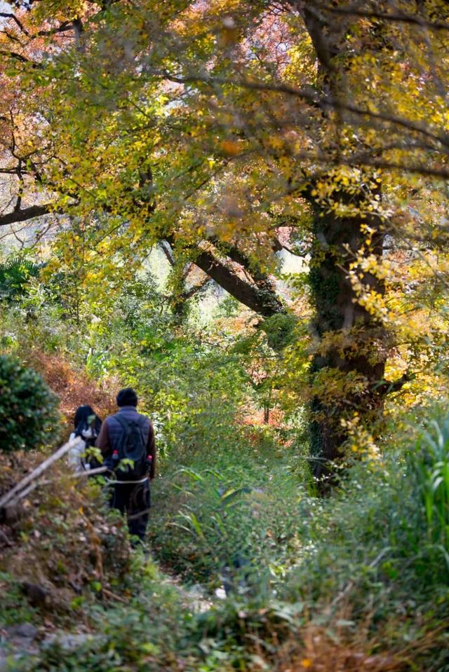 Hi走奉化② | 这条小众赏秋路线，藏有古树群“天花板”！