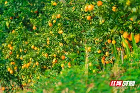 从一颗脐橙到一条产业链 看宜章展翔如何推“橙”出湘图片