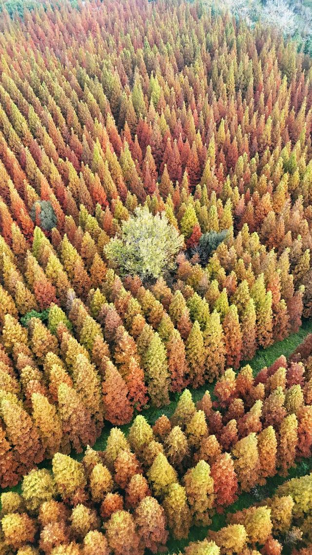 日照人的嘴是真严啊！这里都美成啥了！