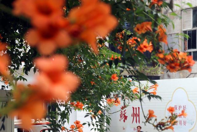 江苏苏州：立秋凌霄花儿开