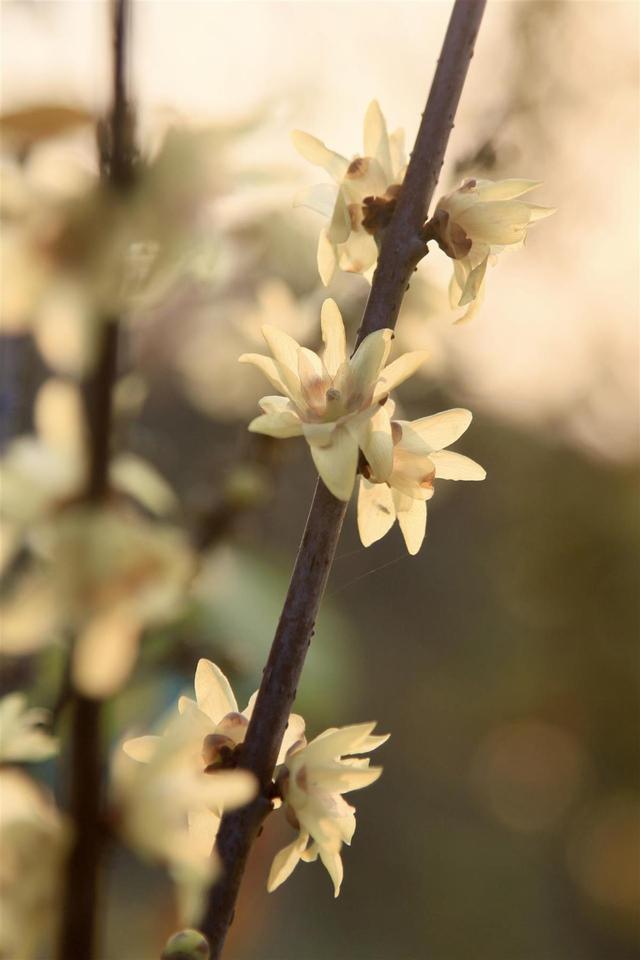 武汉东湖梅园将于元旦开园，名字含“梅”游客免费