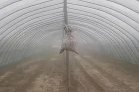 知识的力量！河南小伙麻袋自制“阻尼器”让大棚扛住狂风：我初中学历，但喜欢上网学习图片