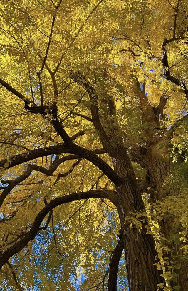金色瀑布！北京这些千年古银杏正在最佳观赏期！