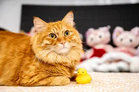 英研究：不要“以貌取猫”，猫的性格取决于多种因素图片