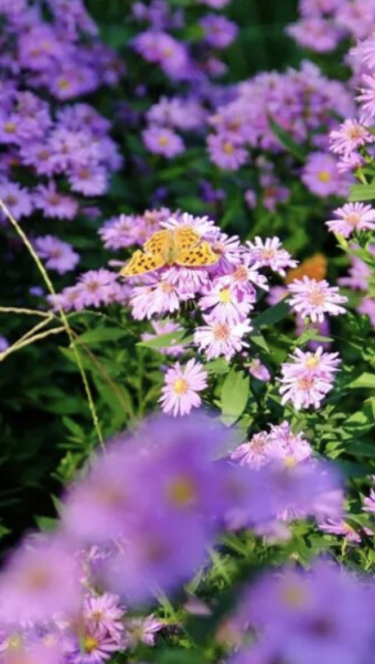 17万平方米绿廊上线！就在——