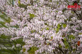 都2025了，不会还有柳州人没看过家门口的牡丹花海吧？速冲！图片