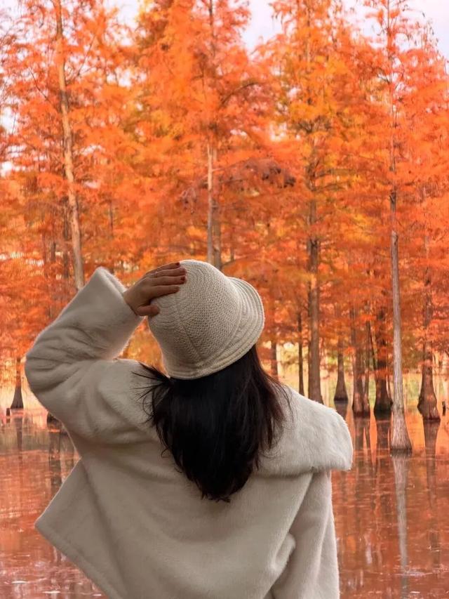 成都限定红！水杉最美季节上线，赶紧打卡