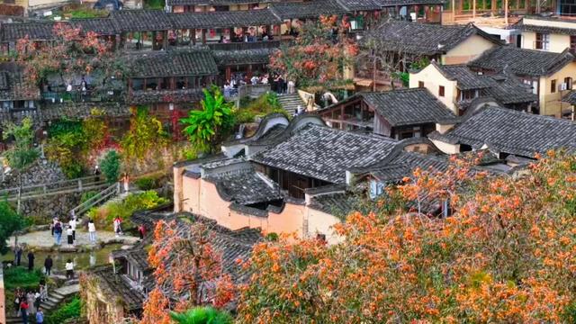 屏南：柿子红了，村子火了