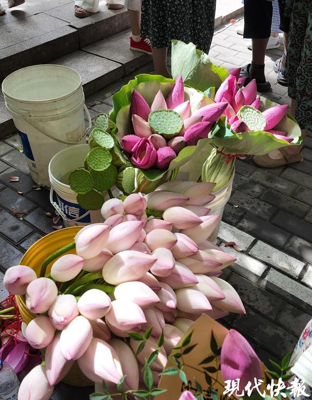 苏州荷花市集火出圈，背后有最动人的温情