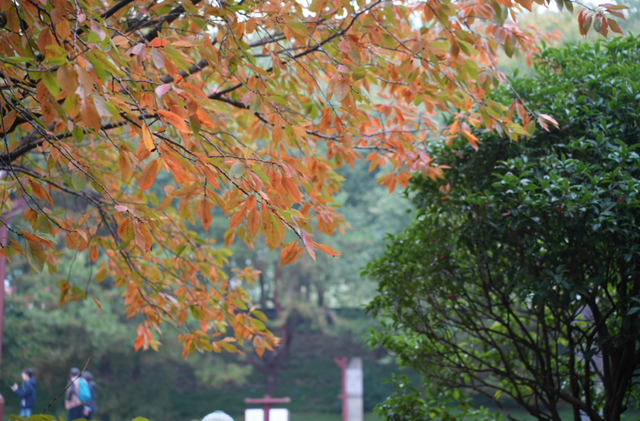 秋风引路入曲江，芙蓉金叶映红墙