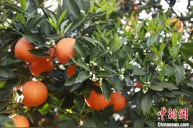 诗韵赋橙香 重庆奉节脐橙借《中国诗词大会》扬帆出海图片