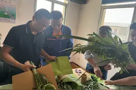趣味艾草DIY，浓浓端午情图片