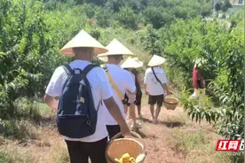 北京交通大学实践团探访蔡家岗五里溪黄桃基地，感受生态之美图片