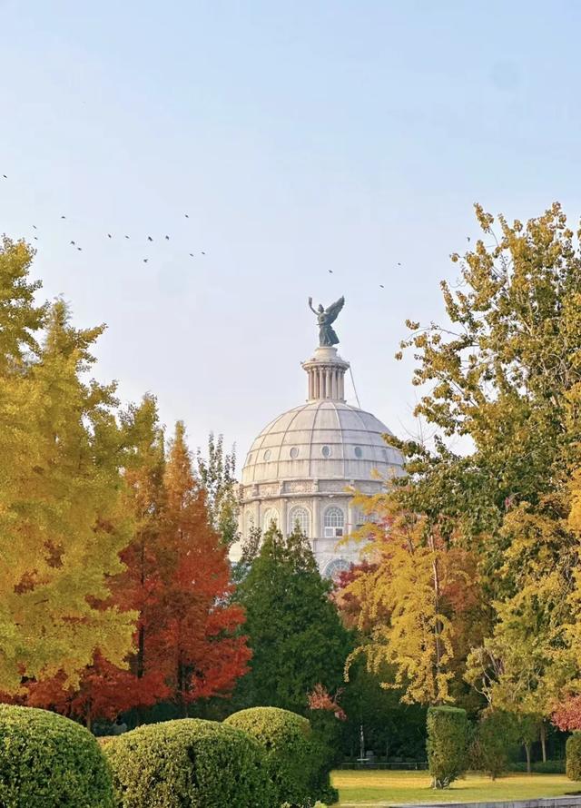 郑州银杏进入最佳观赏期！这10处地铁可直达