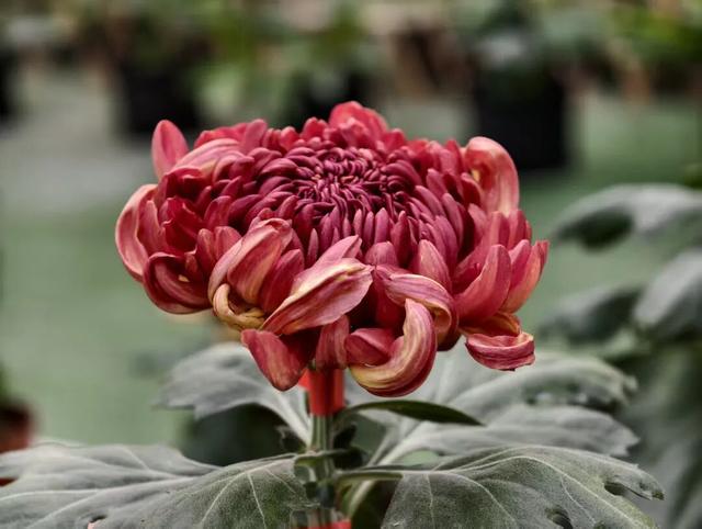 限时开启！花展进行中，还可以带回家→