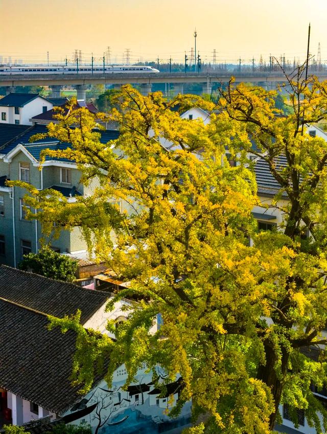 “美神”降临！太仓限定秋日美景，真的“杀”疯了！